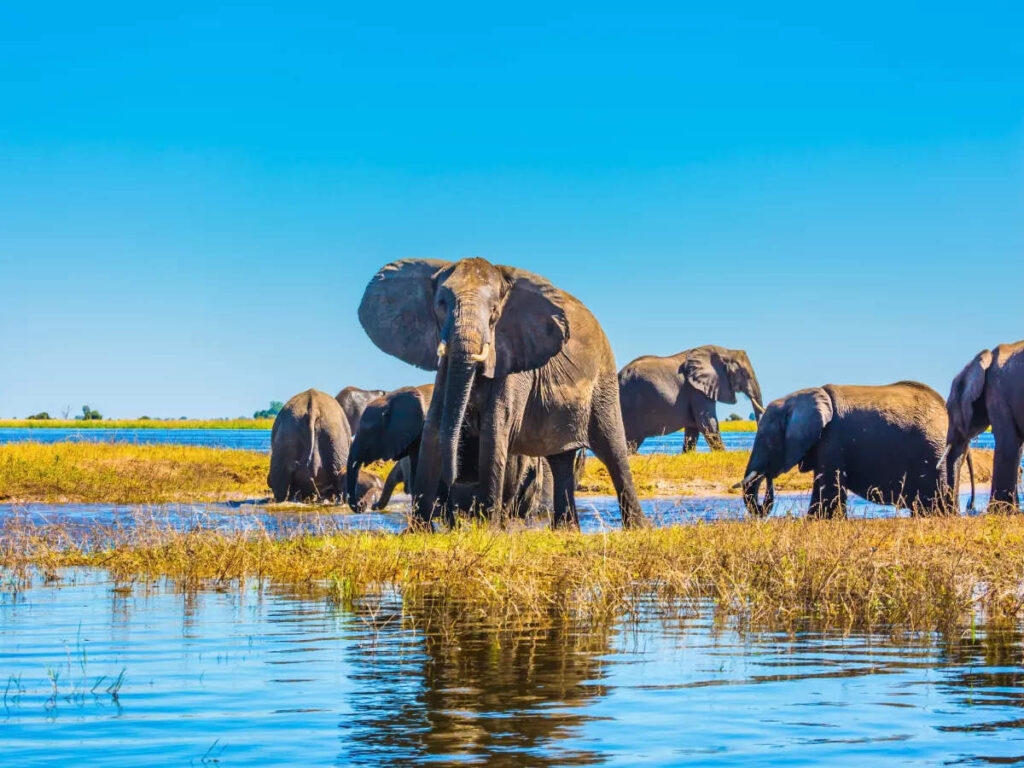 Botswana, Afrika, Safari